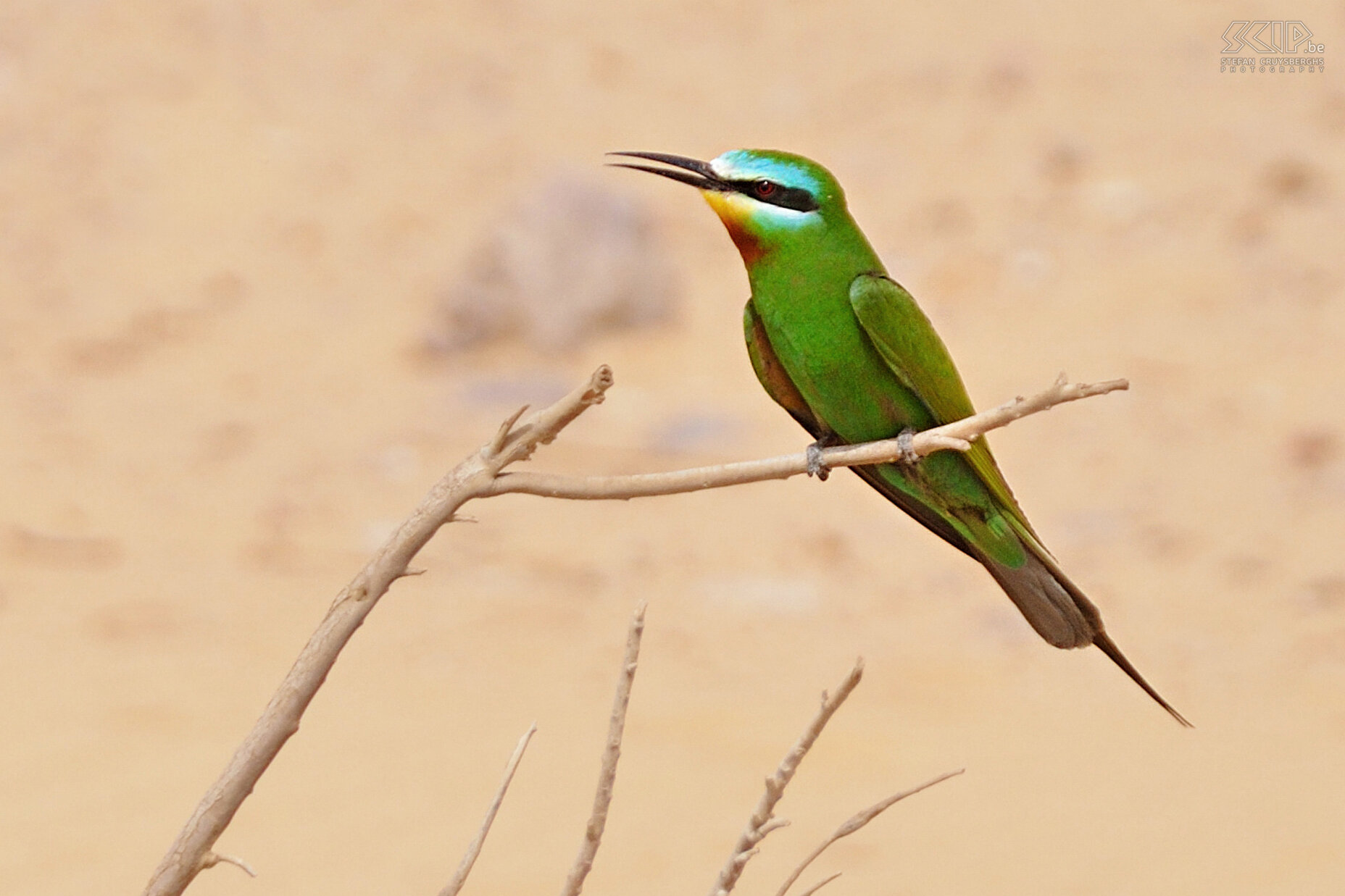 Ain Khadra - Groene bijeneter Een wondermooie groene bijeneter (Merops persicus) nabij de oase van Ain Khadra. Stefan Cruysberghs